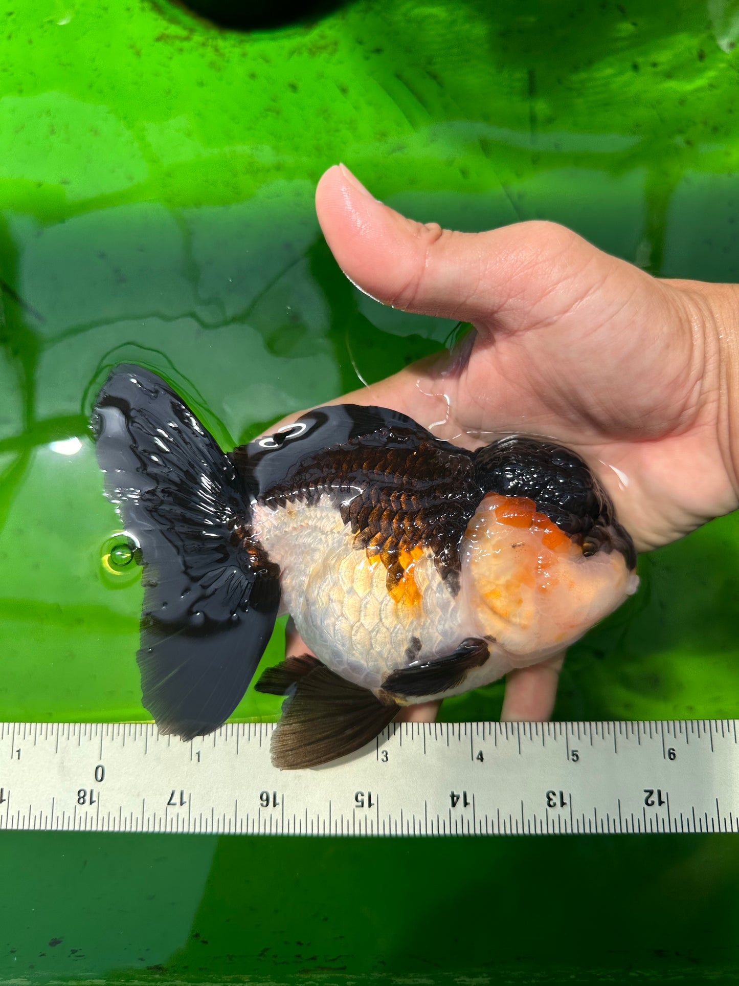 A Grade Bulldog Tricolor Oranda Female 5.5 inches #0614OR_21