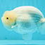 AAA Grade Lemonhead Pure Snow White LionKing 5 inches #1208LC_14