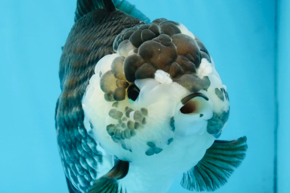 AAA Grade FLUFFY Panda Yuanbao Female 6-6.5 inches #100325YB_05