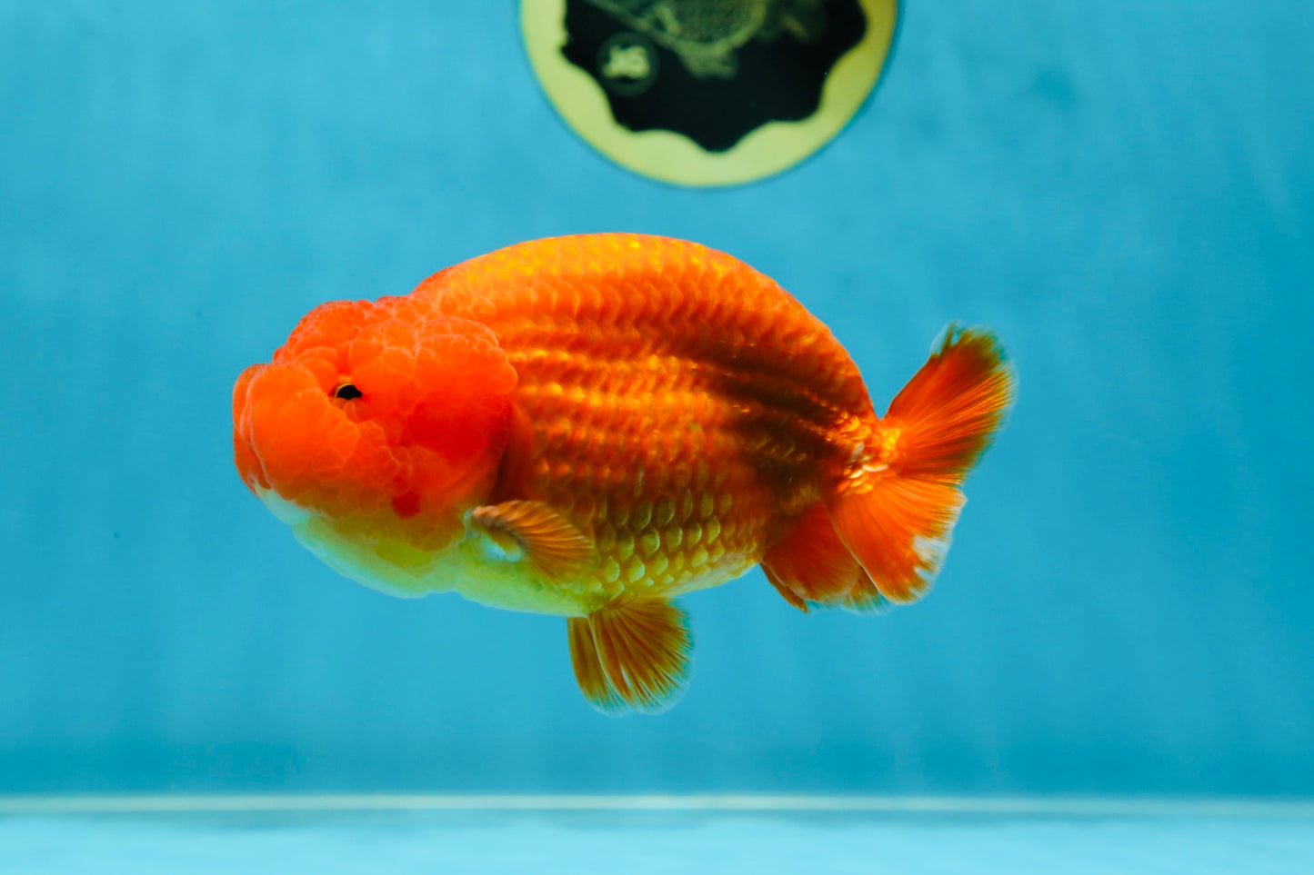 AAA Grade Solid Red LionKing 4.5  inches #052325LC_21