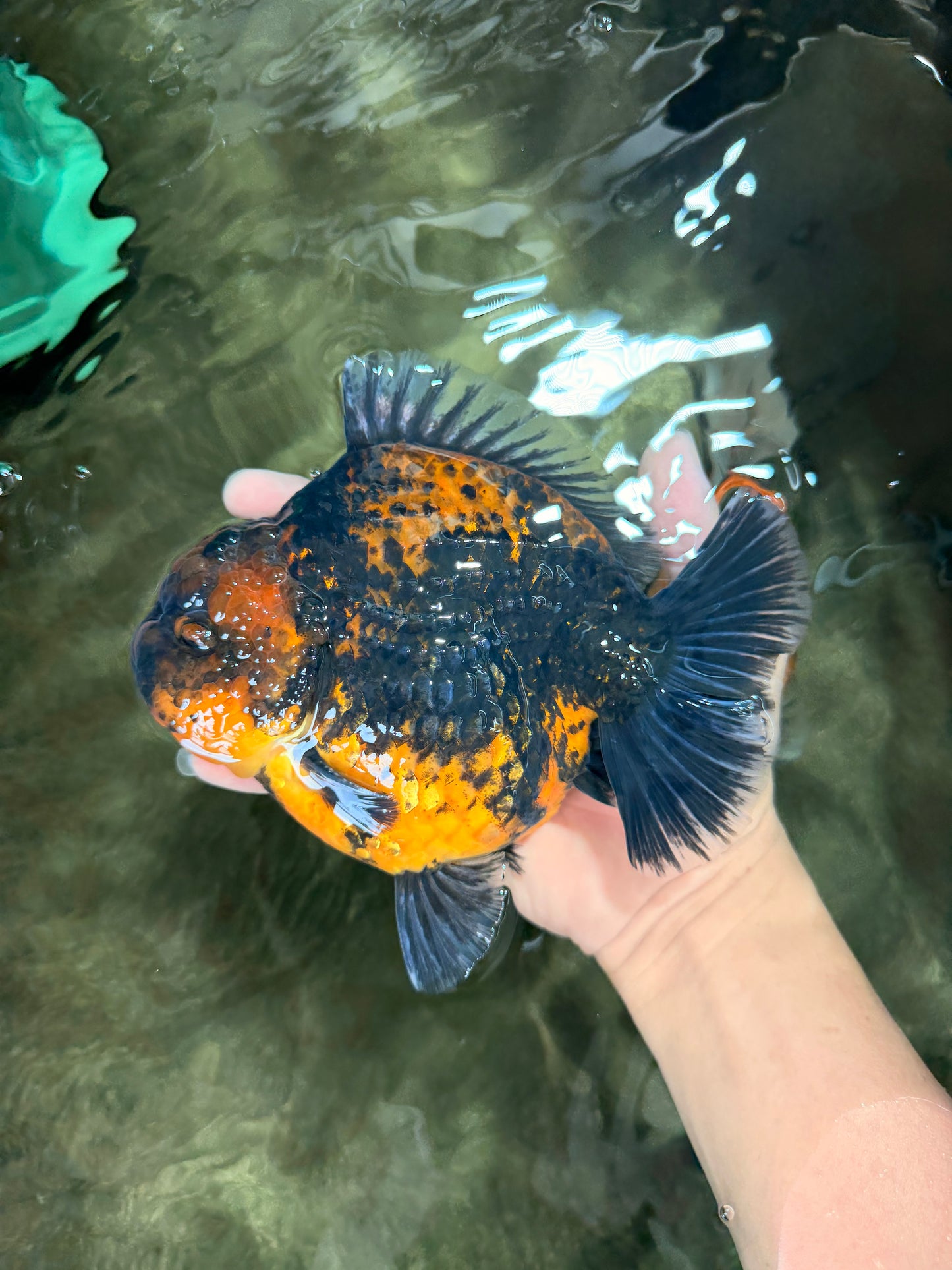 AAA Grade Jumbo Tiger Yuanbao Male 6.5 inches #062626YB_06