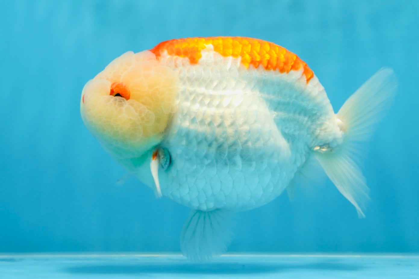 AAA Grade Super Red White LionKing 5.5 inches #080125LC_01