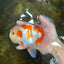 AAA Grade ADORABLE Red White Oranda Male 6 inches #090525OR_08