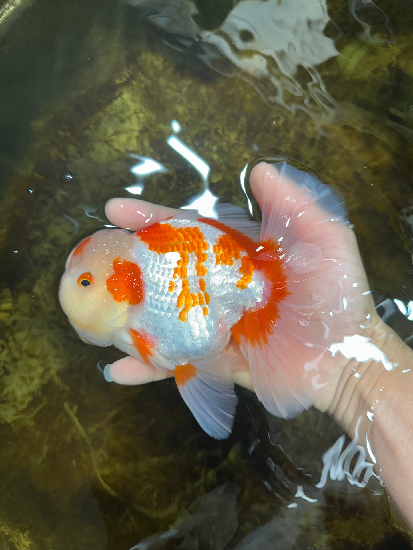 AAA Grade ADORABLE Red White Oranda Male 6 inches #090525OR_08