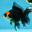 NEZHA Tricolor Oranda Female 5 inches #091925OR_08
