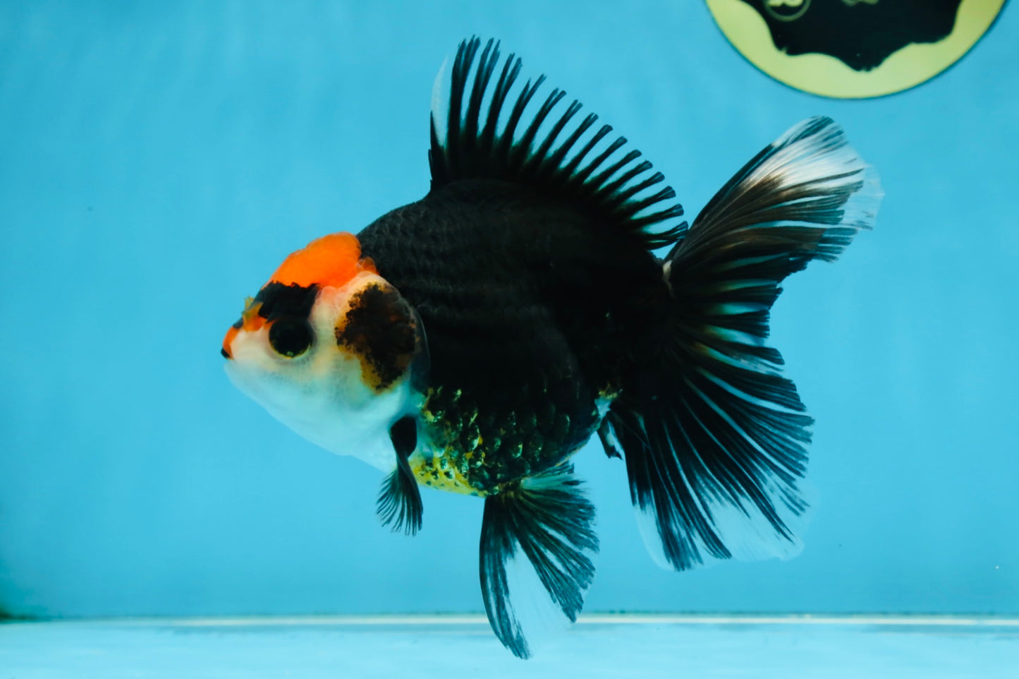 NEZHA Tricolor Oranda Female 5 inches #091925OR_08