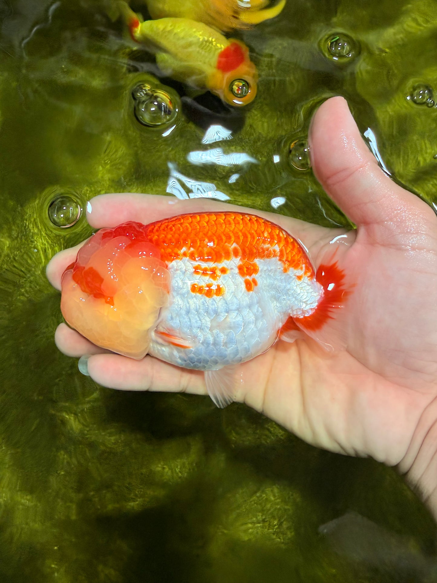 FLUFFY WEN AAA Grade Red White LionQueen 4-4.5 inches #022026LC_14