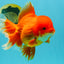 JUMBO A Grade Red White Oranda Female 7.5 inches #032026OR_02
