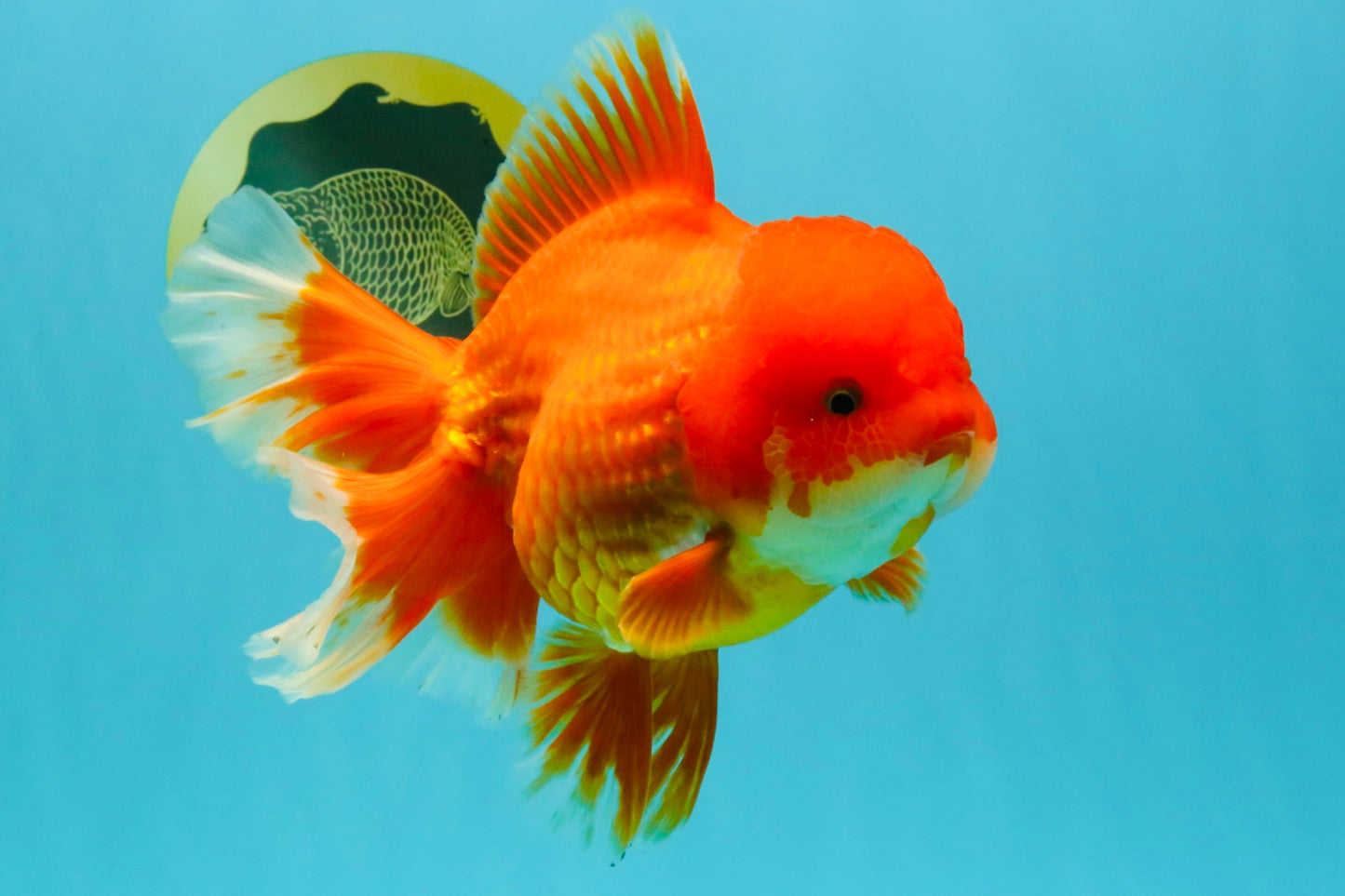 JUMBO A Grade Red White Oranda Female 7.5 inches #032026OR_02
