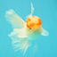 A Grade Red White Oranda Male 5-5.5 inches #102326OR_22