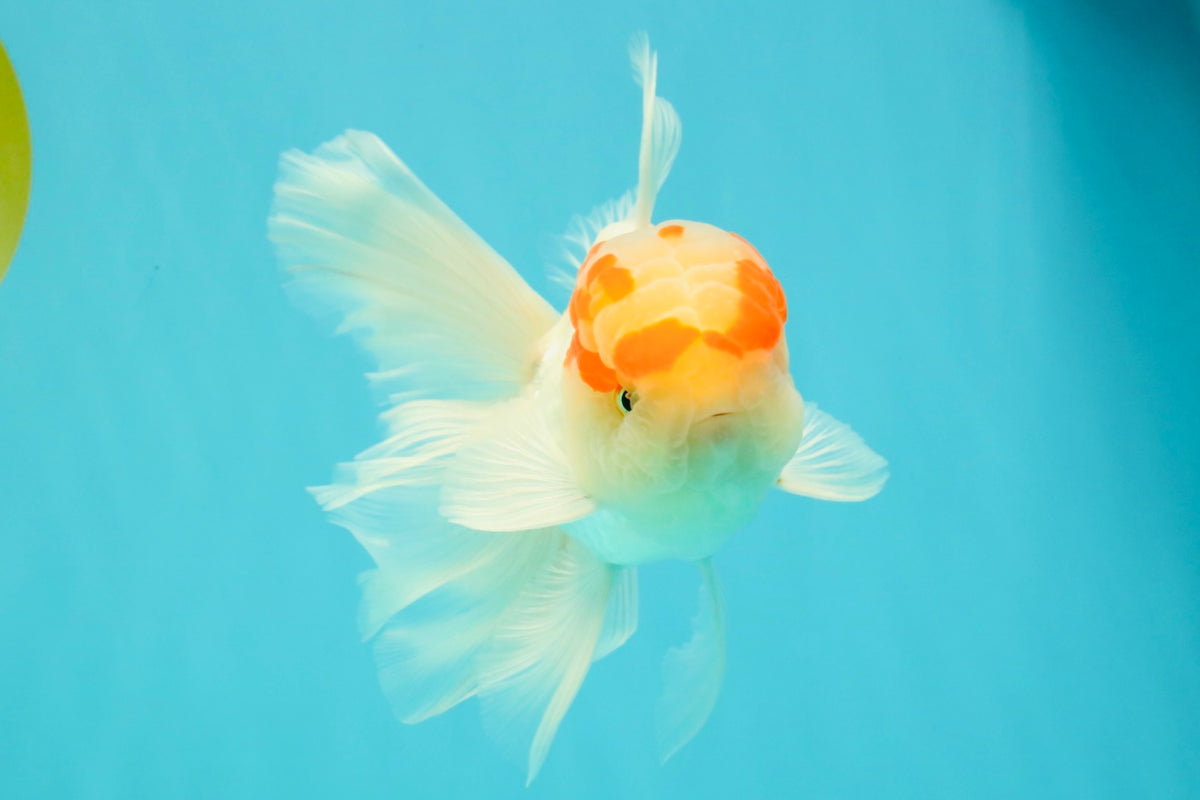 A Grade Red White Oranda Male 5-5.5 inches #102326OR_22