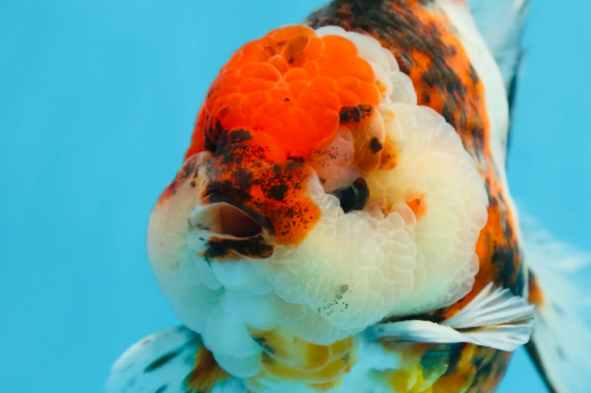 AAA Grade Godzilla Calico Yuanbao Male 4.5-5 inches #080125YB_14