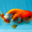 Red White Lionchu Male 3.5-4 inches #0906LC_03