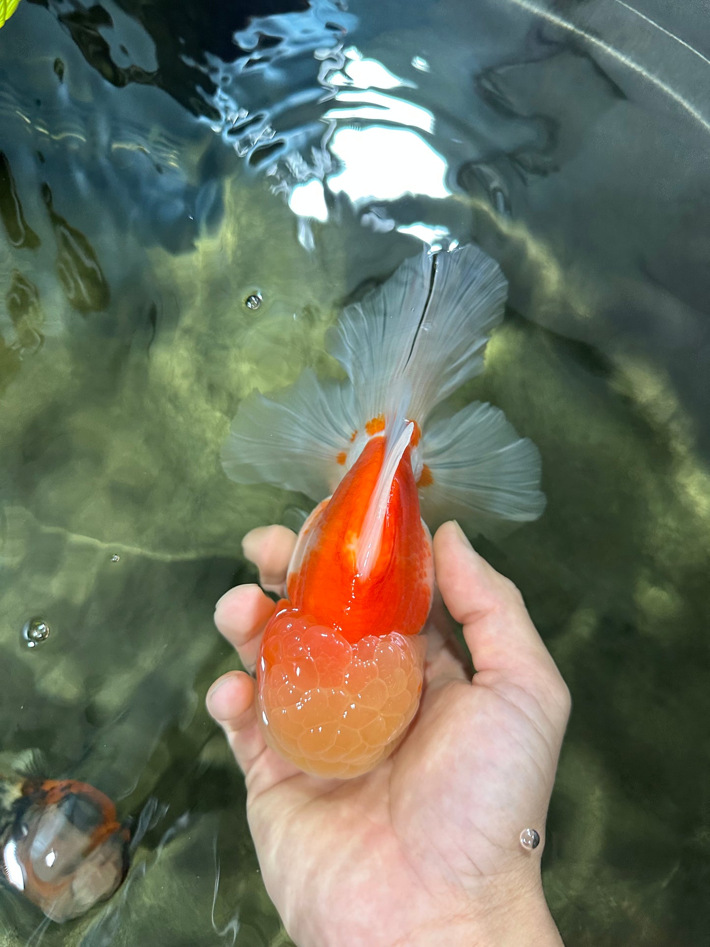 AAA Grade Godzilla Sakura Oranda Male 6 inches #053025OR_25