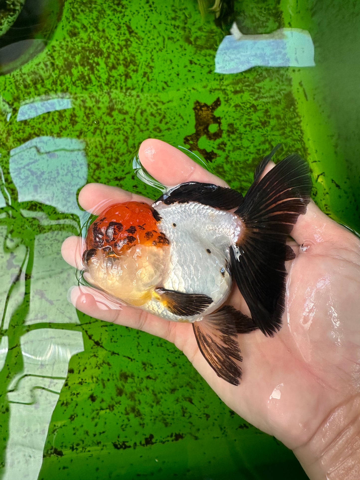 Tricolor Oranda Female 4.5 inches #0920OR_30