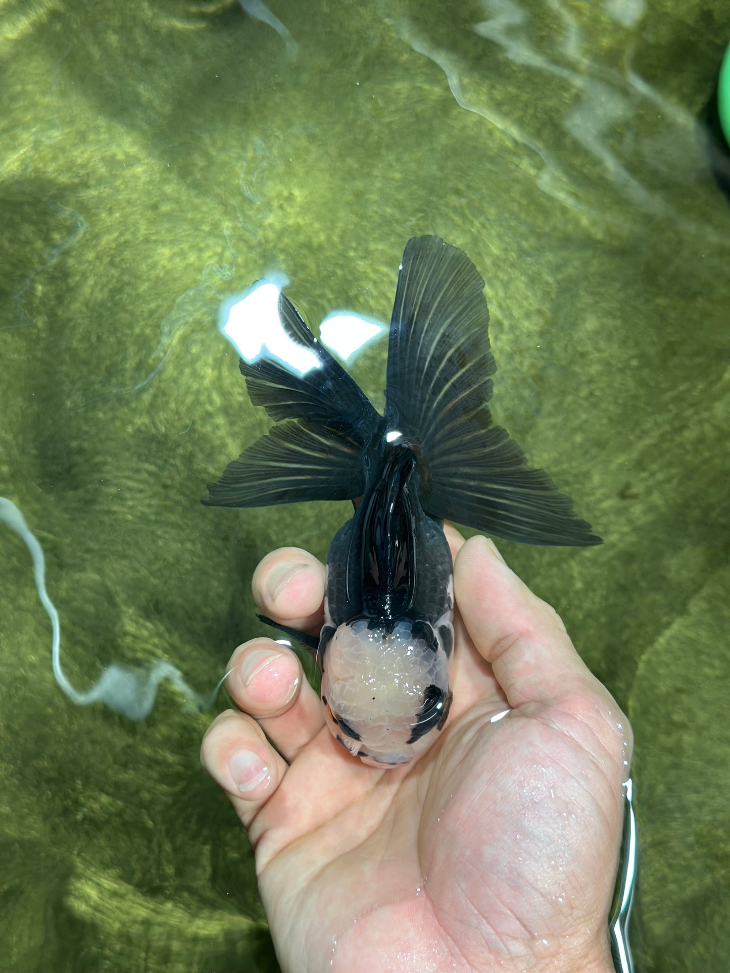 Panda Oranda Male 4.5-5 inches #112924OR_21