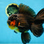AAA Grade SPECIAL Red White Oranda Male 6.5 inches #080825OR_20