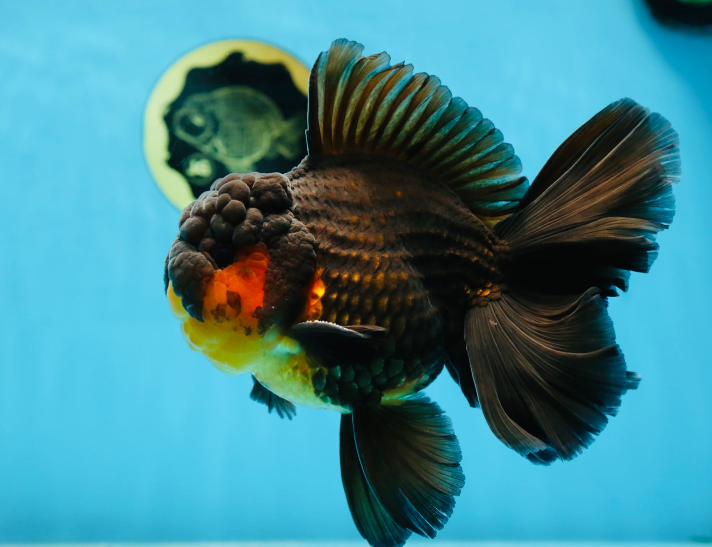 AAA Grade SPECIAL Red White Oranda Male 6.5 inches #080825OR_20