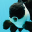 🐼 A Grade Killer Whale Panda Oranda Female 5.5 inches #0607OR_04