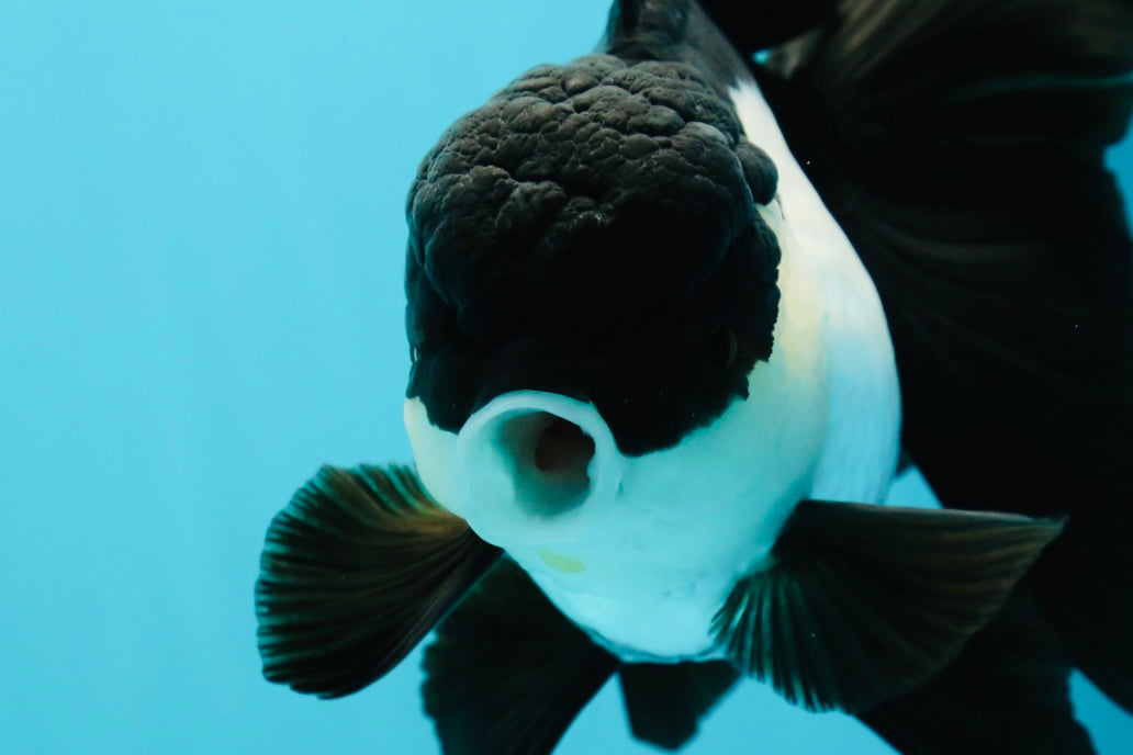 🐼 A Grade Killer Whale Panda Oranda Female 5.5 inches #0607OR_04