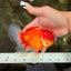 A Grade Red White Oranda Male 5.5 inches #080726OR_08