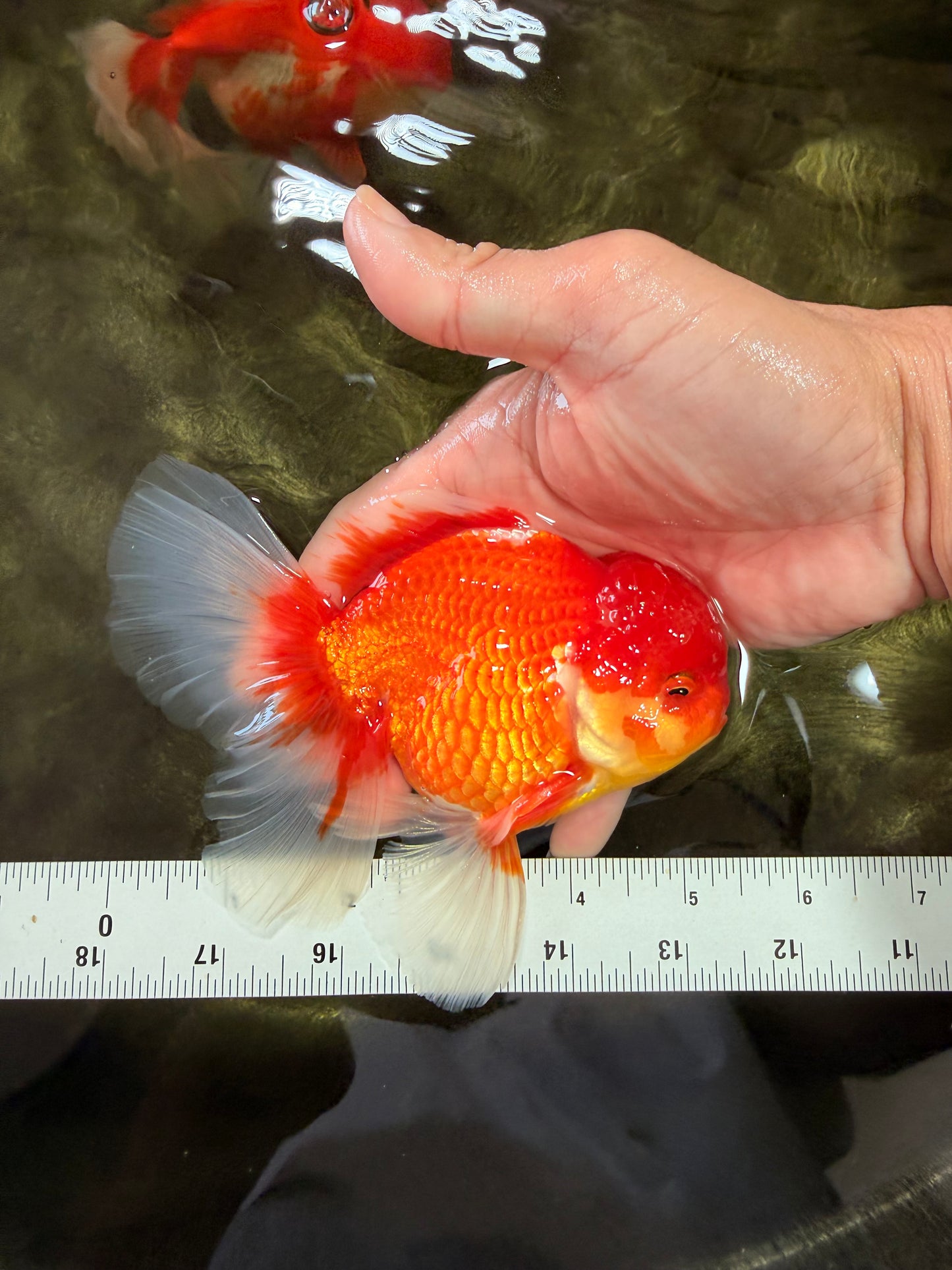 A Grade Red White Oranda Male 5.5 inches #080726OR_08