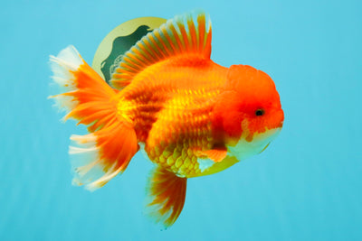 JUMBO A Grade Red White Oranda Female 7.5 inches #032026OR_02