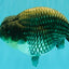 A Grade Blue Ranchu Male 6.5-7 inches #101626RC_24