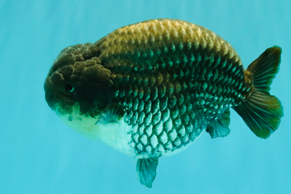 A Grade Blue Ranchu Male 6.5-7 inches #101626RC_24
