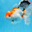 A Grade Big Size Red White Oranda Female 6.5 inches #0706OR_11