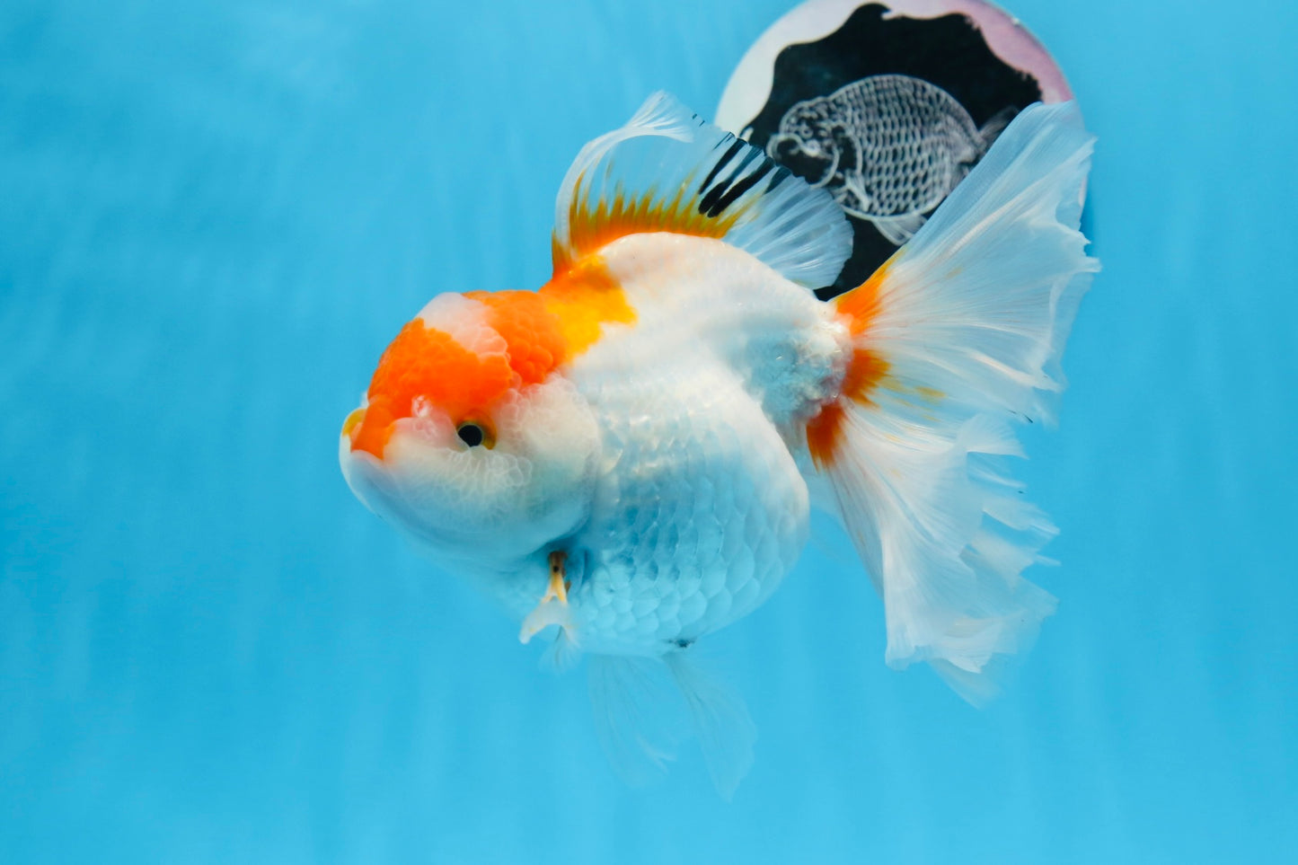 Femelle Oranda rouge et blanche de grande taille de catégorie A, 6,5 pouces #0706OR_11