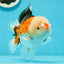 AAA Grade Pompoms Tricolor Yuanbao Male 5.5 inches #1011YB_10