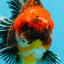 CHUNKY SUPER AAA Grade Godzilla Calico Oranda Male 6.5-7 inches #032726OR_07