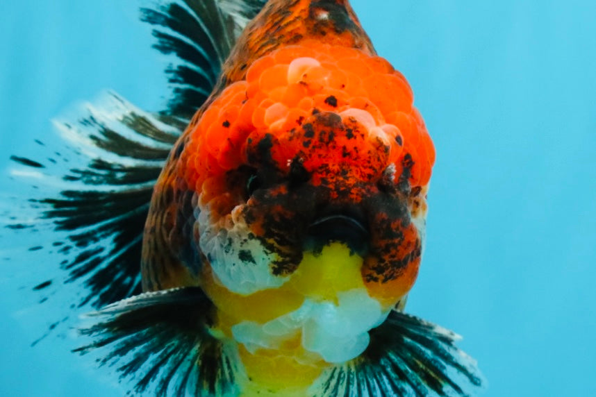 CHUNKY SUPER AAA Grade Godzilla Calico Oranda Male 6.5-7 inches #032726OR_07