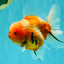 CHONKY A Grade Sakura Oranda Male 6 inches #070626OR_13