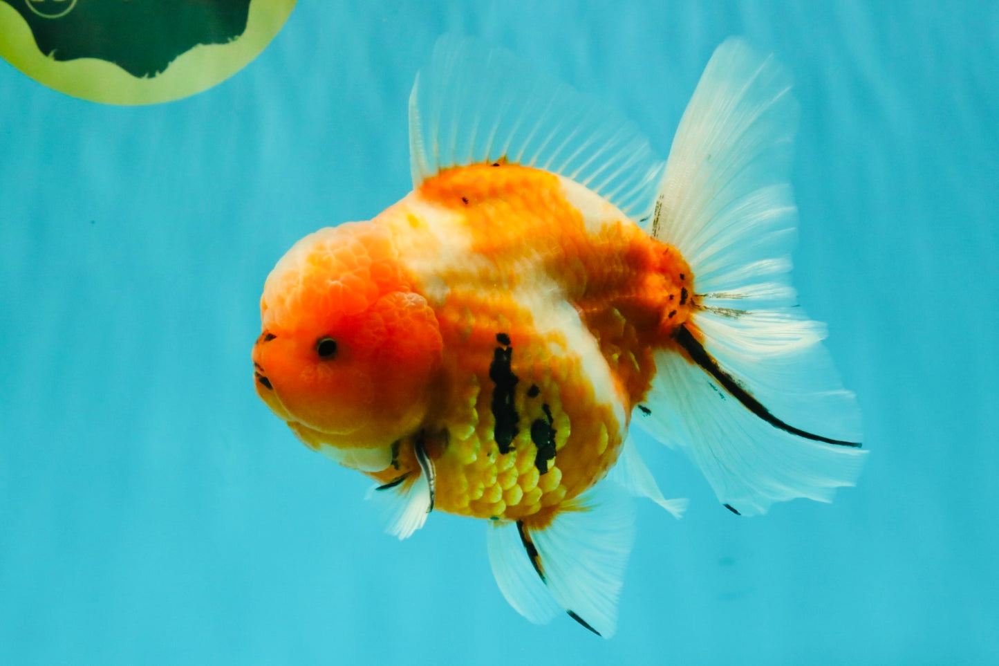 CHONKY A Grade Sakura Oranda Male 6 inches #070626OR_13
