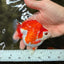 SPECIAL AAA Grade Red White Ryukin Female 4 inches #050126RK_02