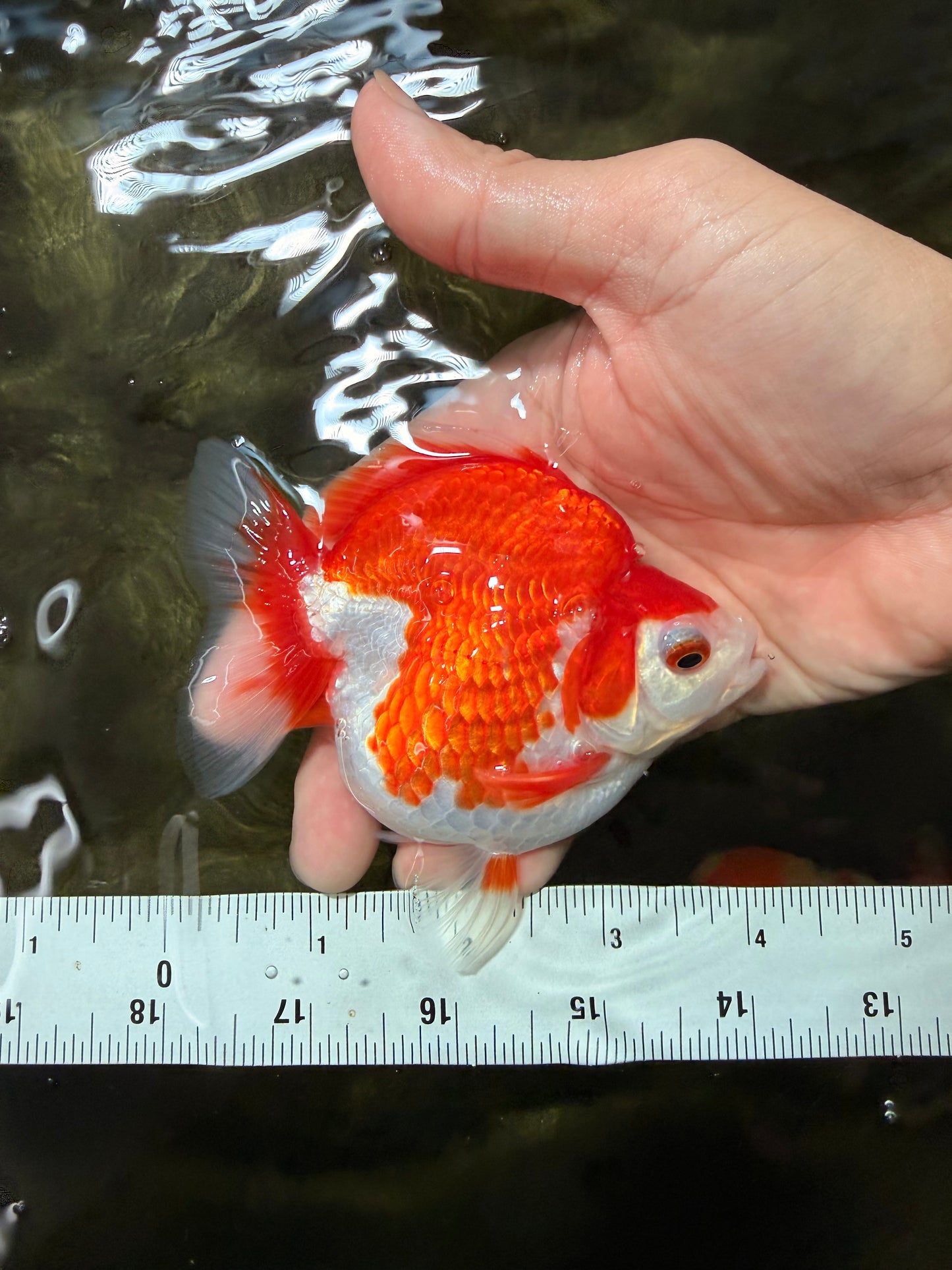 SPECIAL AAA Grade Red White Ryukin Female 4 inches #050126RK_02