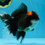 A Grade Lava Head Tricolor Oranda Male 5-5.5 inches #020725OR_31