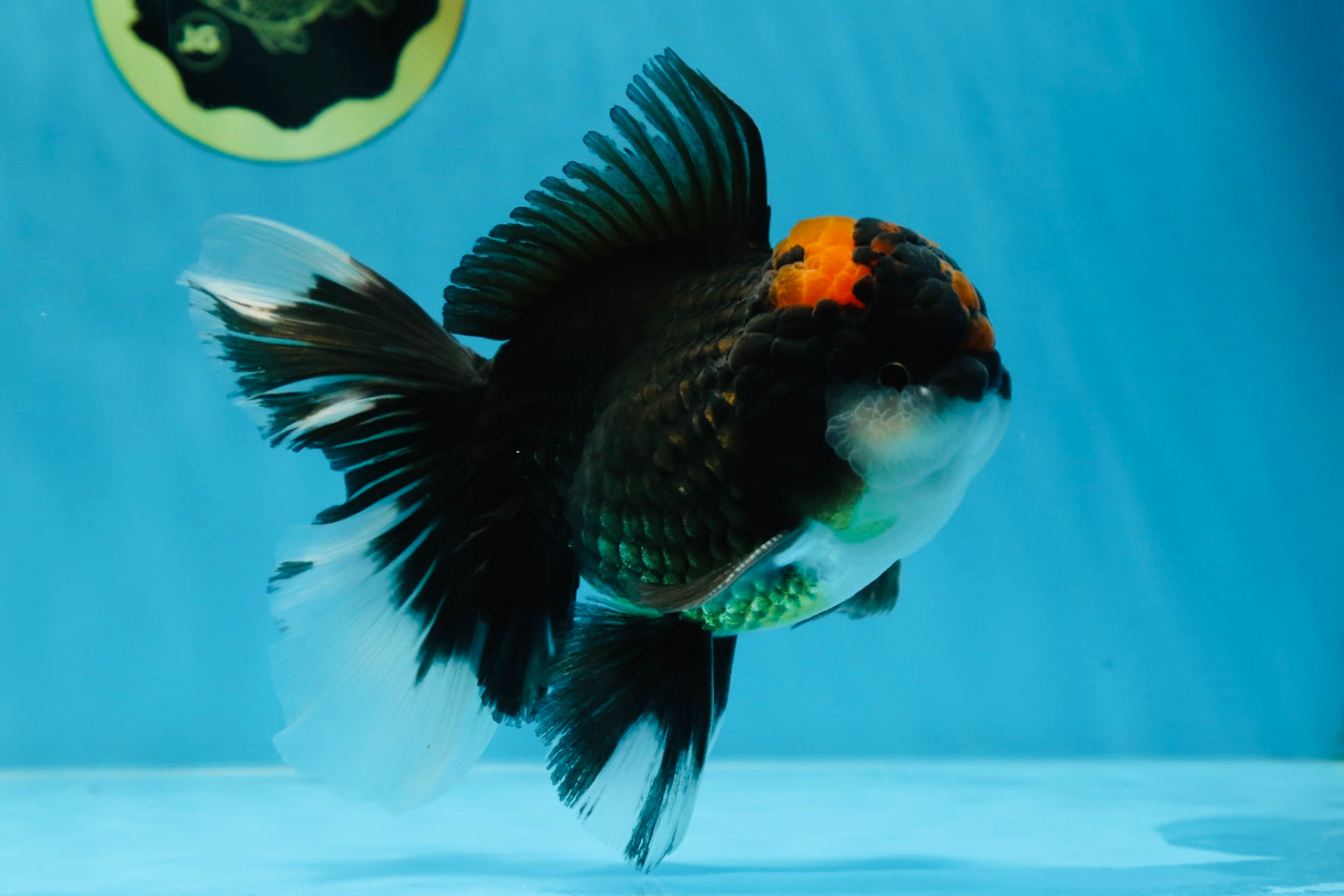 A Grade Lava Head Tricolor Oranda Male 5-5.5 inches #020725OR_31