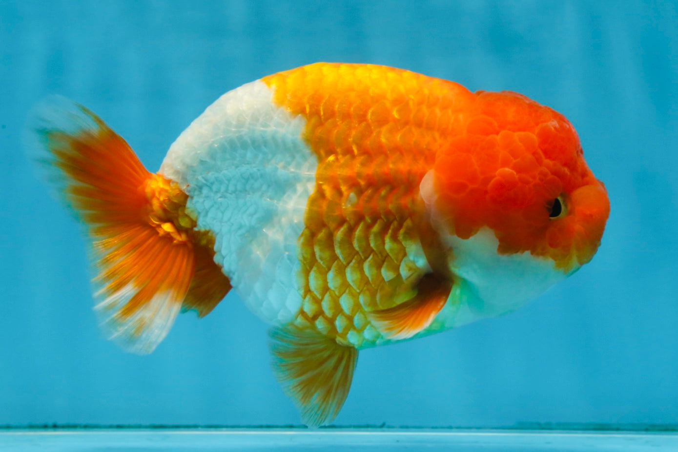 A Grade Red White LionKing 5.5 inches #091925LC_22