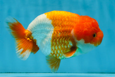 A Grade Red White LionKing 5.5 inches #091925LC_22