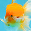 Orange White Oranda Female 5.5 inches #071125OR_07