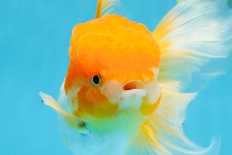 Orange White Oranda Female 5.5 inches #071125OR_07