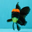 A Grade Tricolor Red Head Oranda Male 5-5.5 inches #041726OR_10