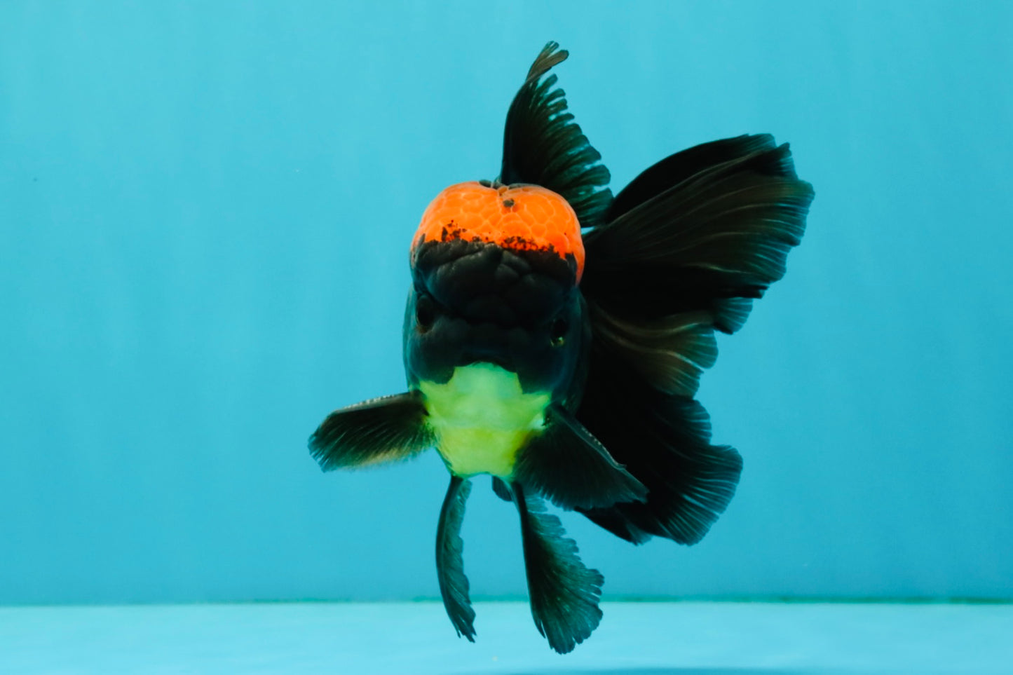 A Grade Tricolor Red Head Oranda Male 5-5.5 inches #041726OR_10