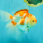 A Grade Red White Oranda Male 6 inches #061926OR_18