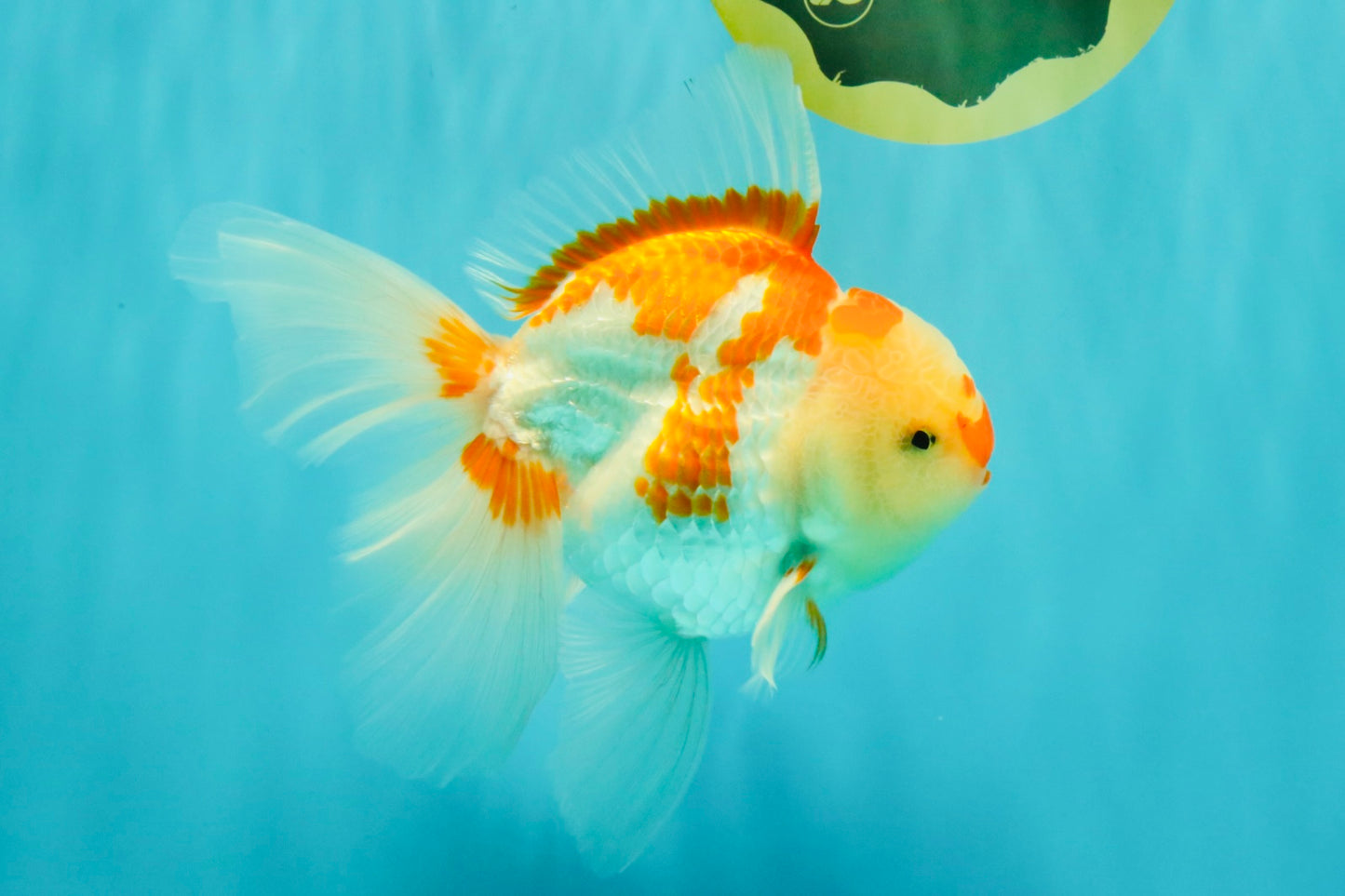 A Grade Red White Oranda Male 6 inches #061926OR_18