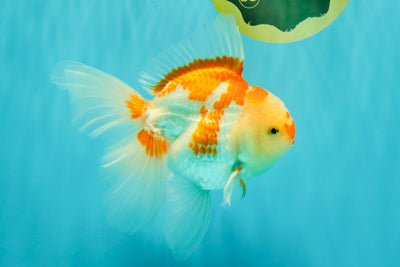 A Grade Red White Oranda Male 6 inches #061926OR_18