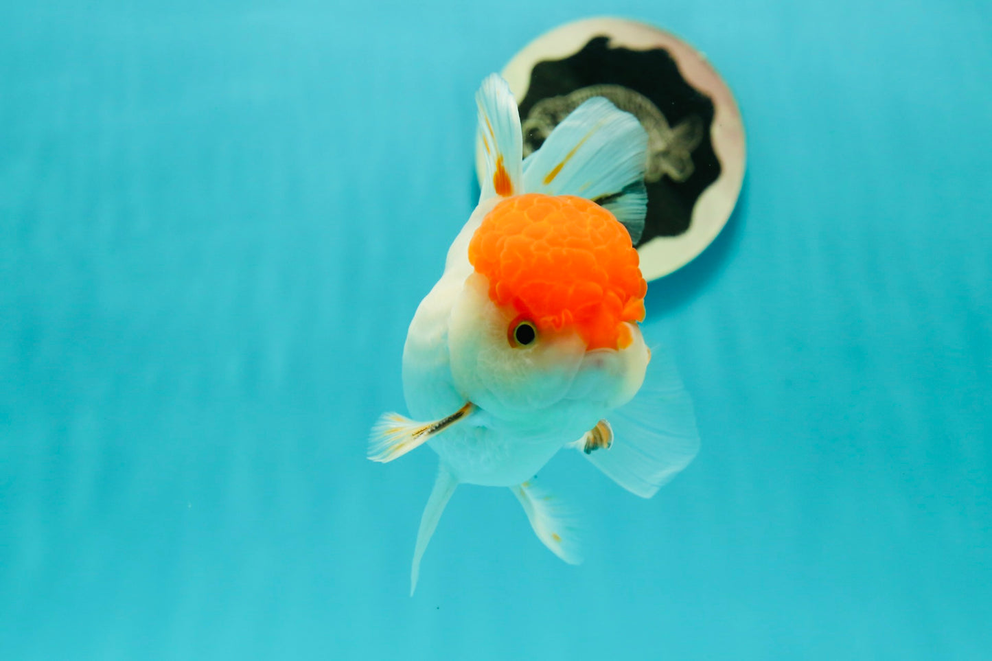 A Grade Chubby Tricolor Red Head Oranda Male 4.5-5 inches #1018OR_21